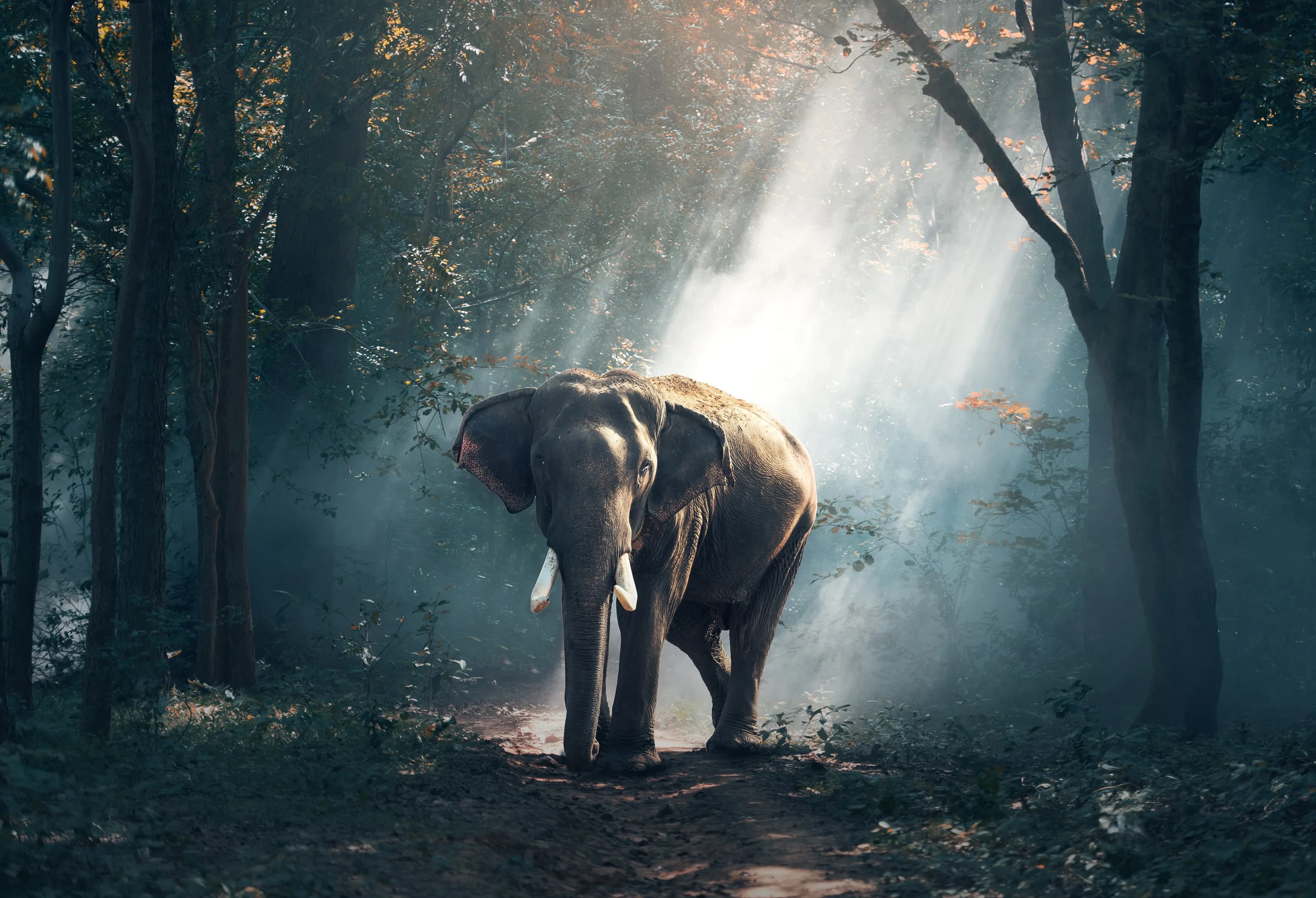 Wildlife